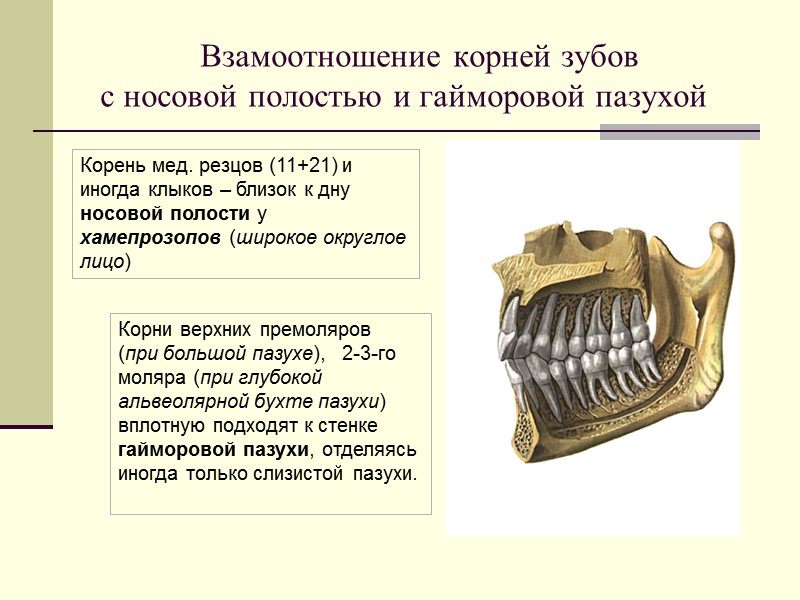 Взамоотношение корней зубов    с носовой полостью и гайморовой пазухой  Корни